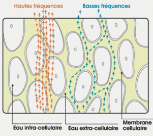 multifrequences